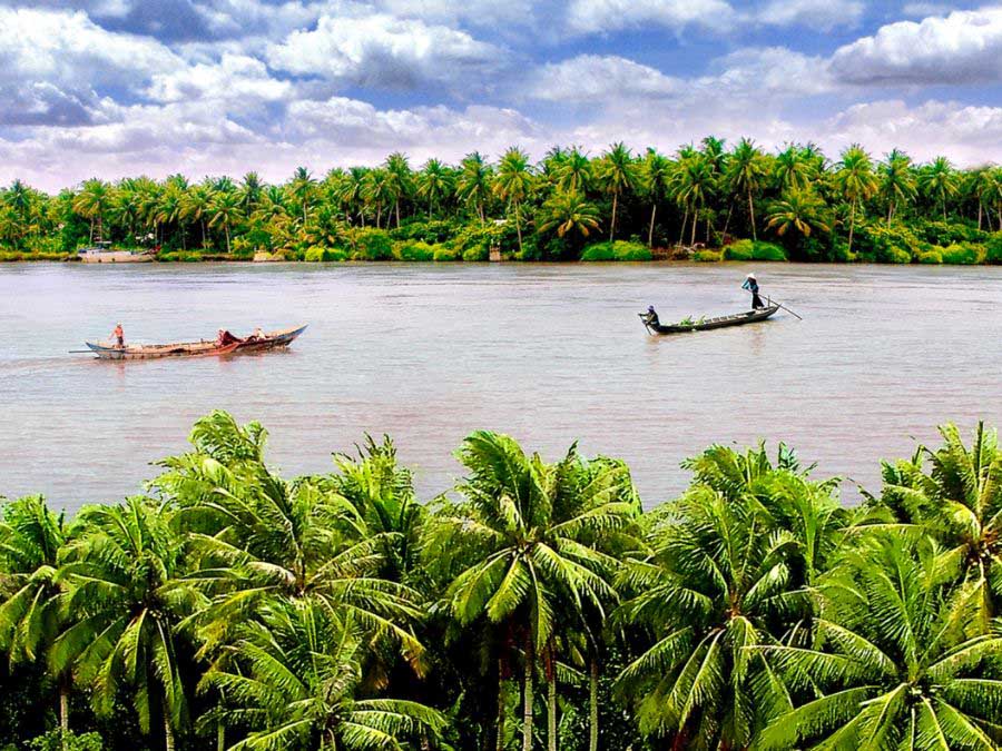 ben tre coconut forest